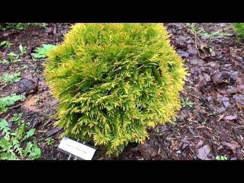 Thuja occident...
