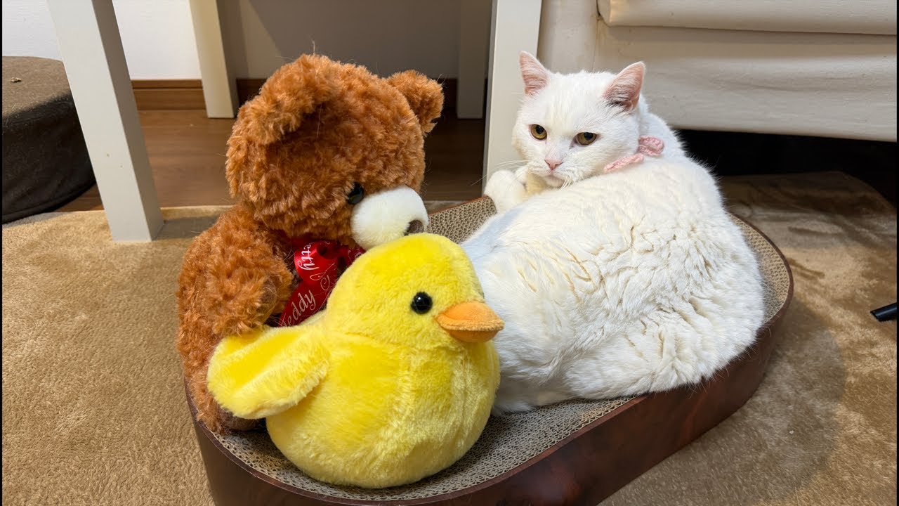 🔴Cat Live🇯🇵寝顔配信😴Apr.5, 2026 #live #cat #scottishfold #猫 #قطة #кот #kucing #बिल्ली #gato #고양이