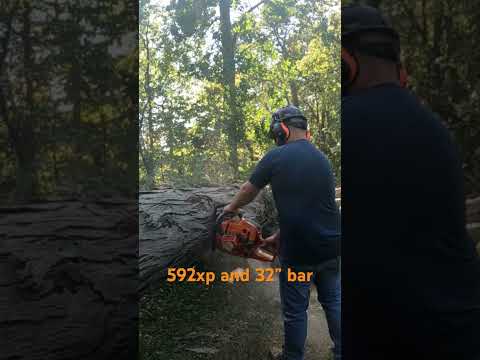 Husqvarna 592 eating hickory! #firewood #husqvarna #592xp