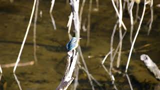 20180205ｶﾜｾﾐ（川蝉）♀