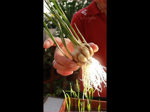 , title : 'زراعة الثوم بالمنزل, Planting Garlic at Home'