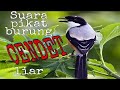 Suara Pikat Burung Cendet Liar