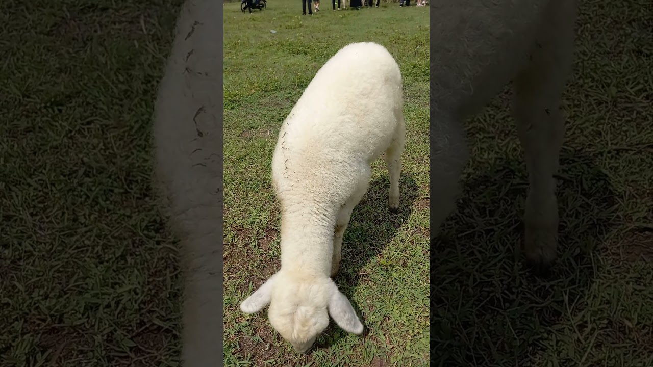 YouTube Short thumbnail