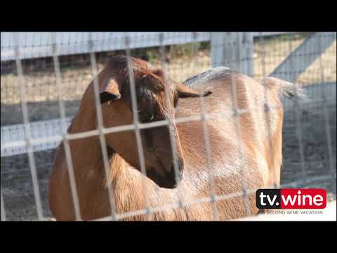 How To Drink Like a Sommelier Jessica Altieri #227