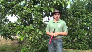 Avocado Pruning Concepts