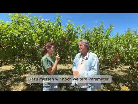 Melocotones ecológicos | Naranjas del Carmen