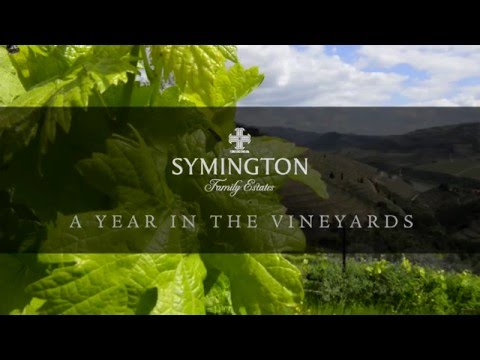 A Year in the Vineyards: Part 4 - Shoot Thinning