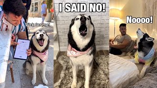 Daily Life With a Talking Husky | Compilation 1