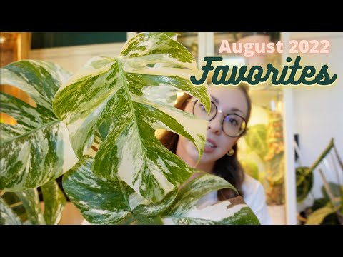 My Favorite Plants & Plant Supplies of August 2022