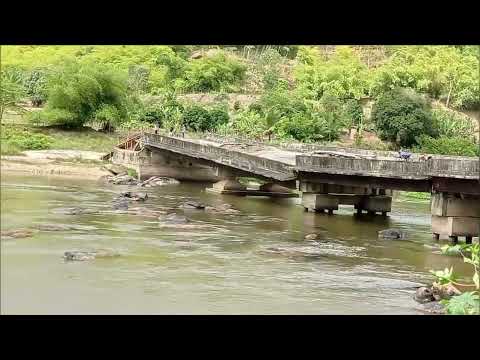 Contaminação de branquinha Alagoas