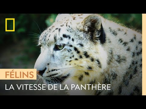 The snow leopard's 60 km/h attack