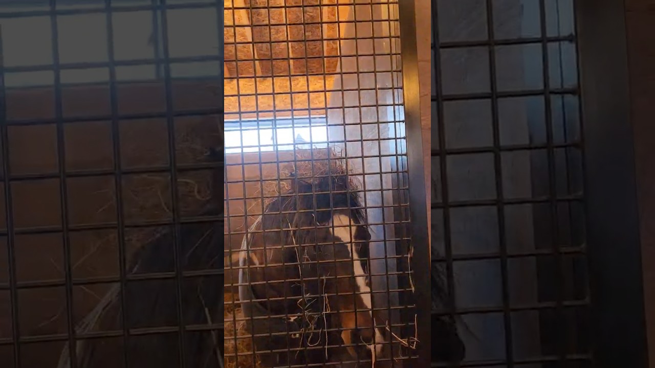 アフロヘイくん爆誕の瞬間🧑‍🦱このあと被ります。 #トウケイヘイロー#アフロヘイくん#Yogiboヴェルサイユリゾートファーム