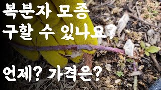 복분자 모종 구할 수 있나요? 