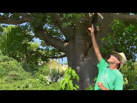 In the Garden with Dewey: The Baobab Tree