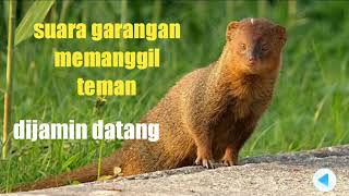 Download lagu SUARA PIKAT GARANGAN MEMANGGIL TEMAN ||  PALING AMPUH DIJAMIN TEMAN GARANGAN PADA DATANG!! mp3