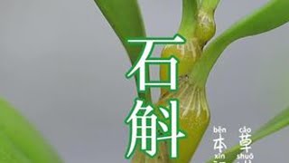 #创作灵感 #植物科普 #我的乡村生活 中华九大仙草之首，石斛，大家一定要认识