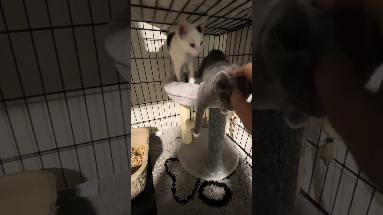 Enlarge Gracie and Inky, a ADOPTABLE Domestic Short Hair in Atlanta, GA video 6/6
