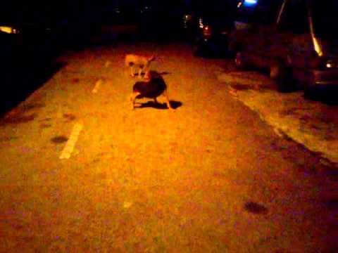 A story of a stray dog called Jacob and his friends