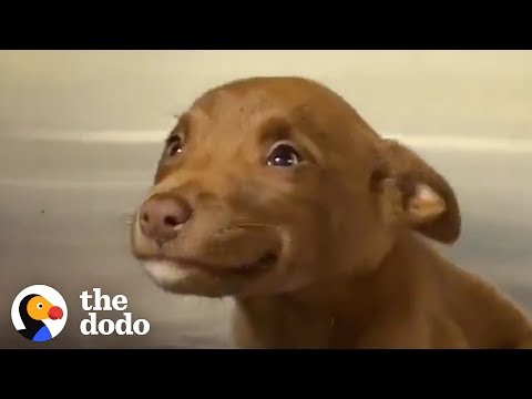Meet the Adorable Puppy Who Simply Can’t Stop Grinning