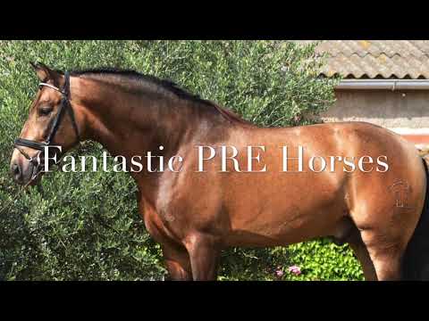 ⚜️ VALIO • BAROQUE PRE Stallion Old Fashion look & movements | KNEE ACTION ⚜️ 2014 • 1.66 m