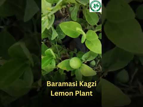 Full sun exposure green kagzi lemon plant, for fruits