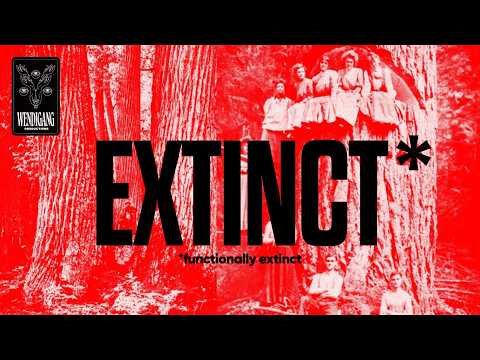 The American Chestnut Massacre