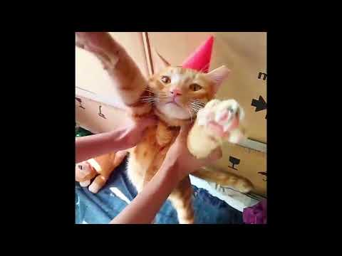 Cat dancing on christmas song