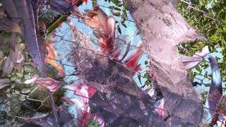 Kingdom - Nurtureworld [AUDIO]