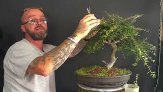 Pruning Cotoneaster Bonsai Trees + Cuttings