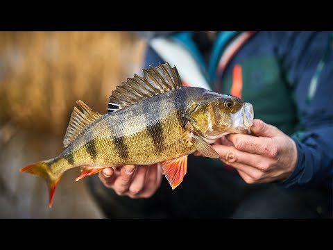 Vinterfiskeri efter aborrer