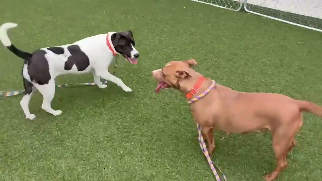 Renee, a Adoptable mixed breed in Hartsville, SC video 6/6