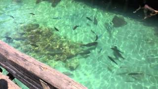 preview picture of video 'Hinatuan Enchanted River - Feeding Time (part 4)'