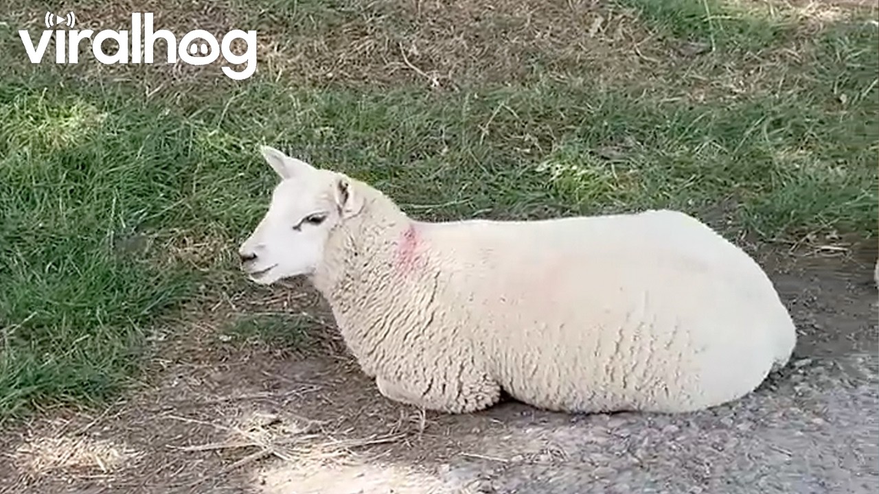 Hello Jackie, Hello Sheep || ViralHog