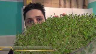 Teil 3: Alfalfa (Luzerne) - Anleitung für Sprossen, Keimlinge & Grünkraut