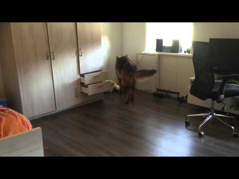 Bojan Neuswerk Basis 1