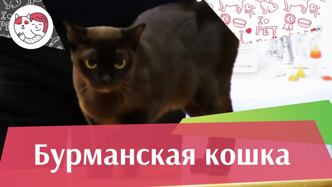 Бурманская кошка на ilike.pet