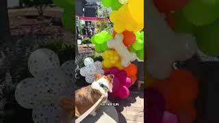 So much fun! #corgi #doggielife #doglife #pets