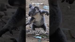 Download lagu Koala is a cute but stupid animal mp3
