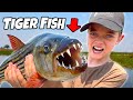 TIGER FISH Kids Catch Monster Fish In Africa