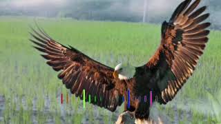 Download lagu Manuk Dadali Versi Dj Remix Koplo By Azmy Z mp3 Download lagu Manuk Dadali Versi Dj Remix Koplo By Azmy Z mp3