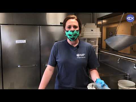 Virtual Visit: Breakfast With The Loggerheads!