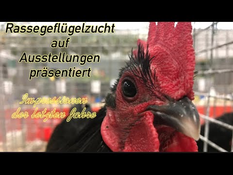 Rassegeflügel Impressionen vieler Ausstellungen