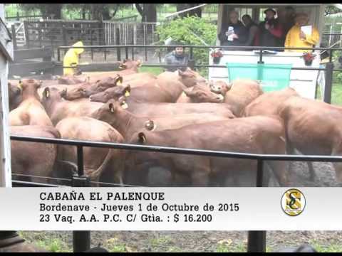 01-10-15 Venta de Vientres P.C. - El Palenque - Bordenave.