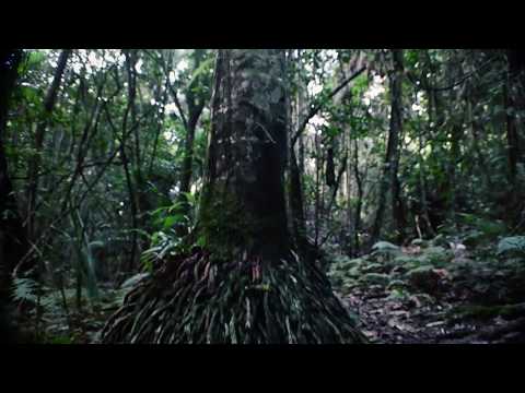 State Forests of the Watagan Mountains