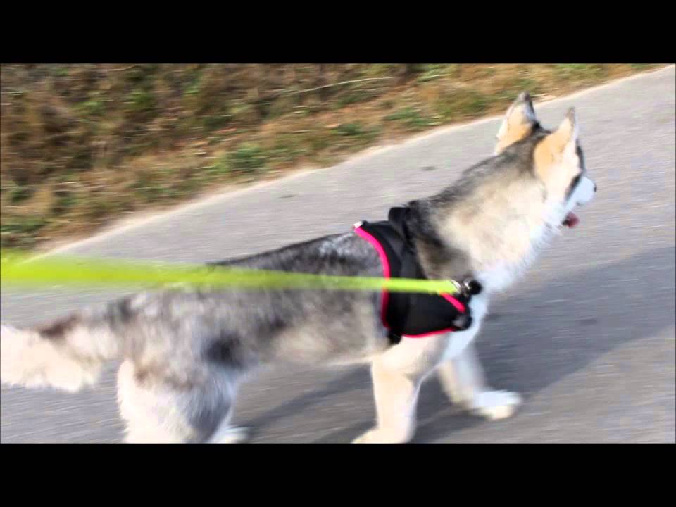 Présentation du harnais animalin par Neige & Fidjy