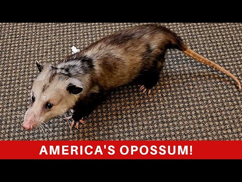 The opossum: Everything you need to know about the northern most marsupial in the World!
