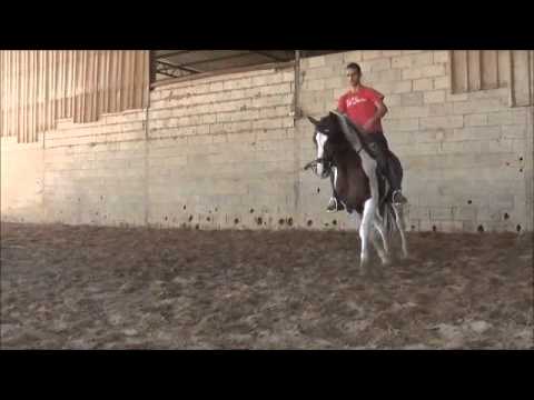 Verkaufspferd "Domino"