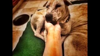 Maya Enjoying Foster