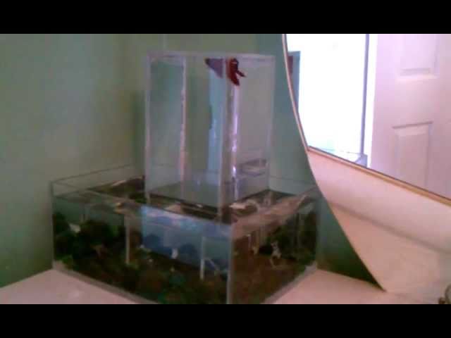 Upside-down betta fish tank.