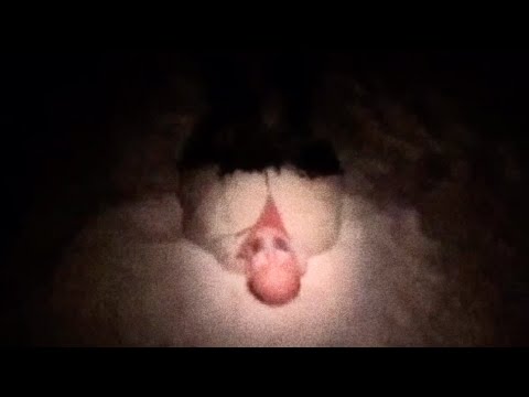 Sinister Tape: Snow Day '24 (FAN FILM)